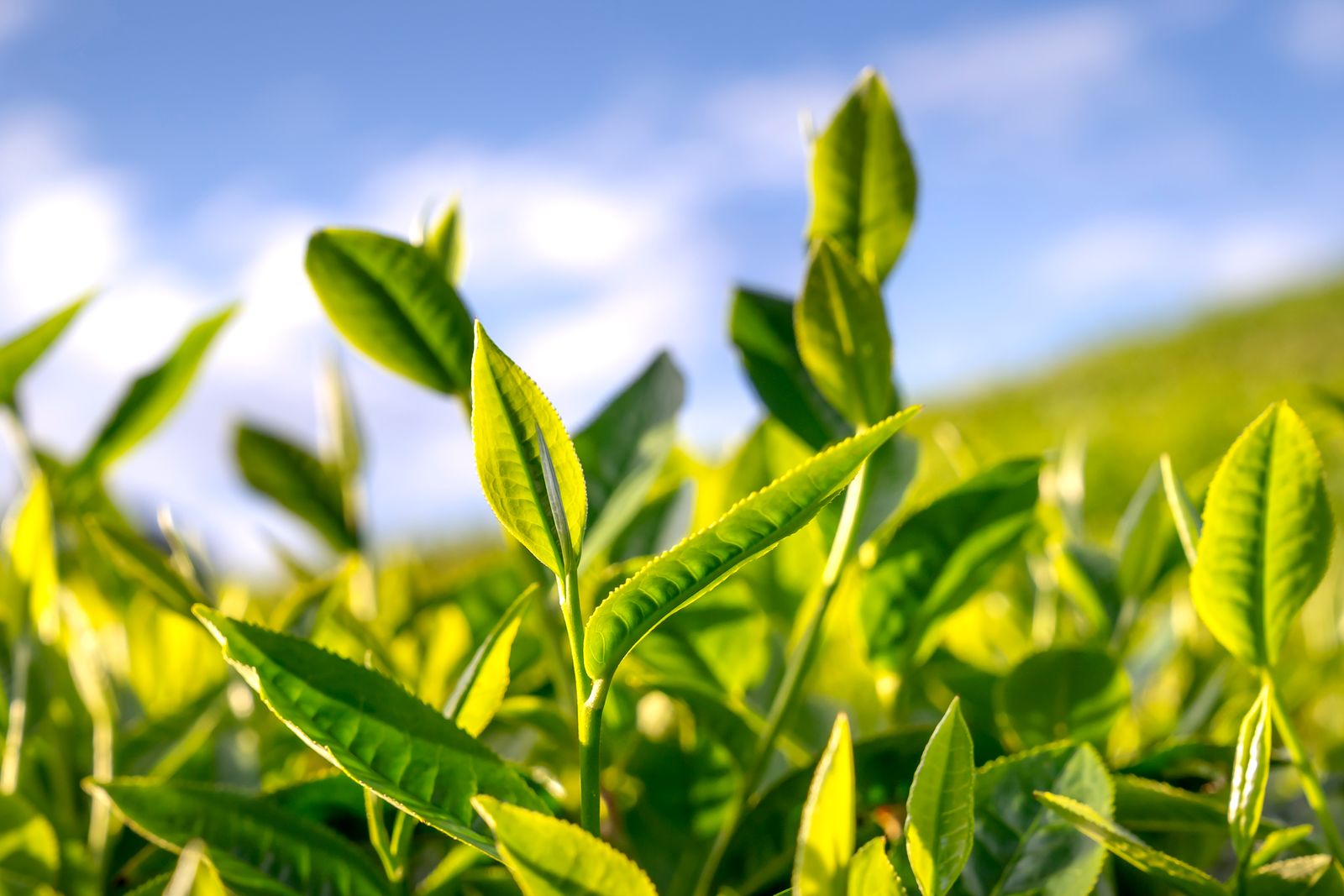 日本茶是怎麼做出來的?跟著一片葉子,從茶田走到你的茶杯