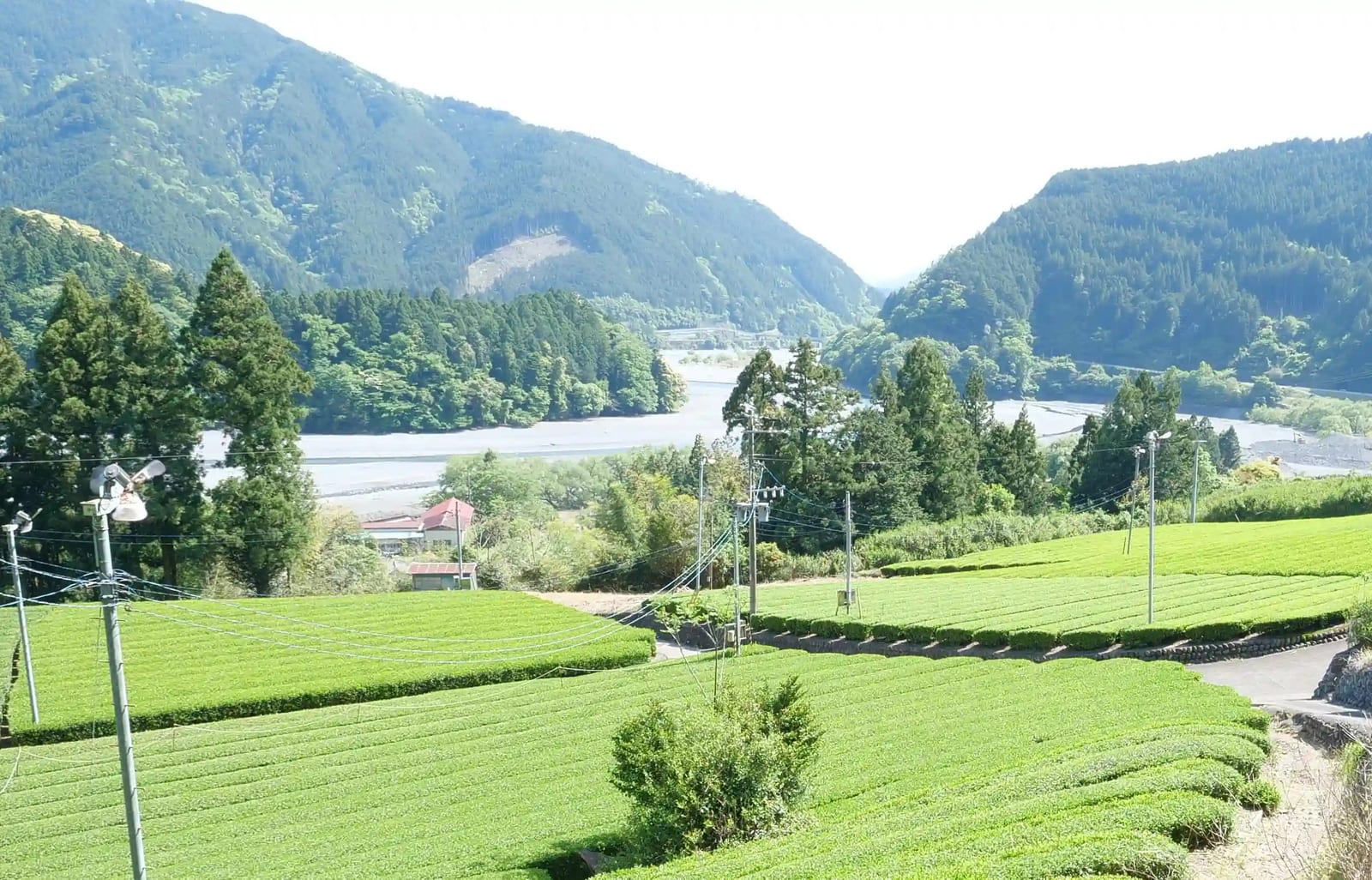 Where Japanese tea comes from: a small tour of the tea country