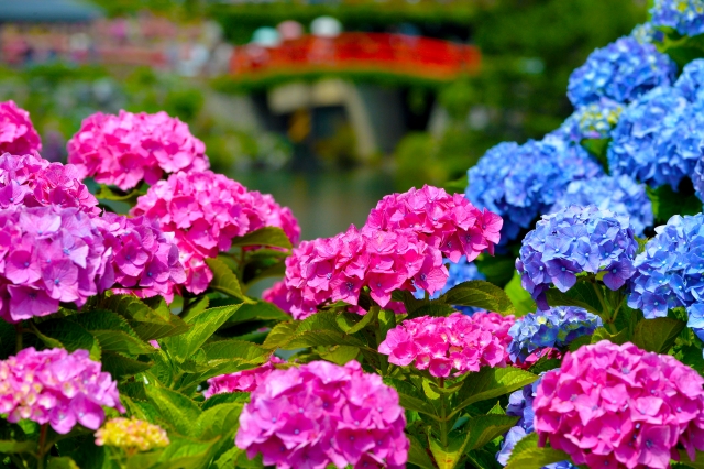 Pink and blue hydrangeas in full bloom, the red bridge soft in the background.