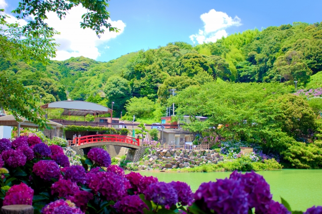 The red bridge and pond at Katahara Onsen Ajisai no Sato by day, hydrangeas spilling into the foreground and green hills rising behind.