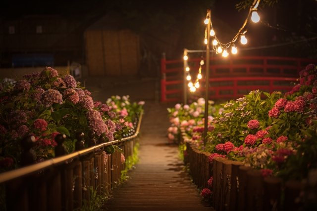 Ánh đèn buổi tối: những dây bóng đèn lung linh trên lối đi cẩm tú cầu dẫn tới cây cầu đỏ.