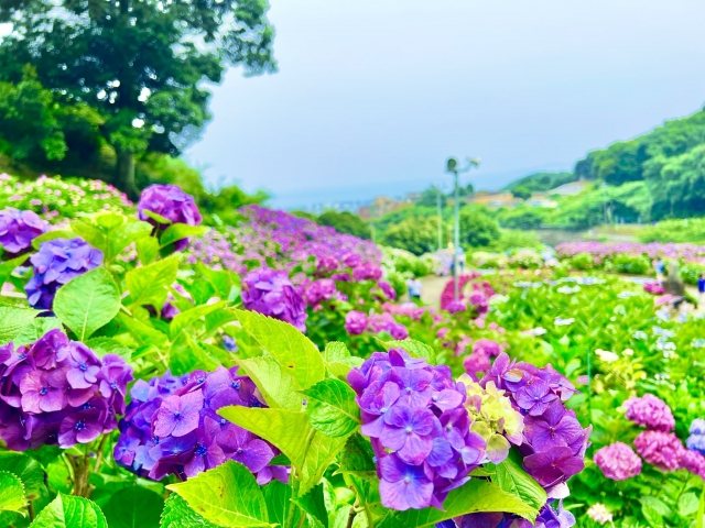 Cẩm tú cầu phủ kín sườn đồi thành từng mảng tím và xanh chồng lớp.