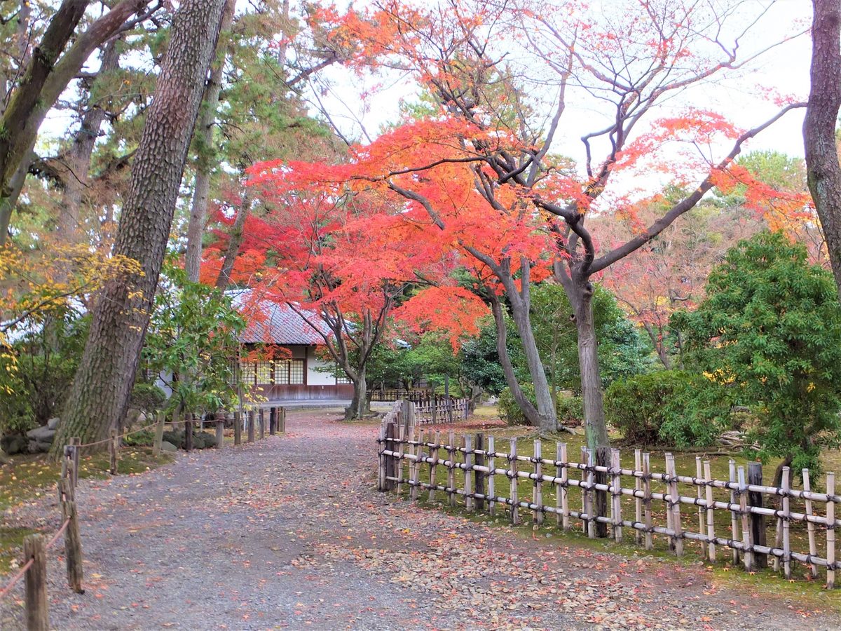 Fiery red maples line a gravel path and bamboo fence in the castle grounds in autumn.
