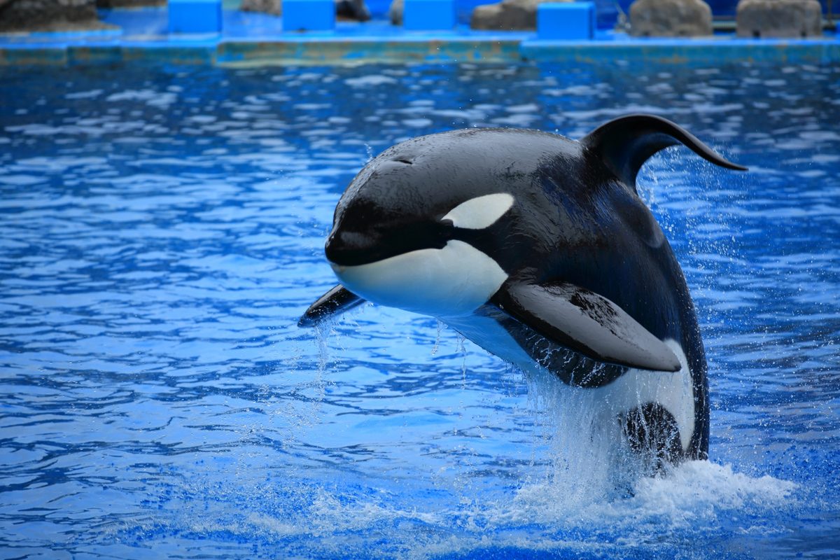 An orca leaps clear of the water in the aquarium's main show pool.