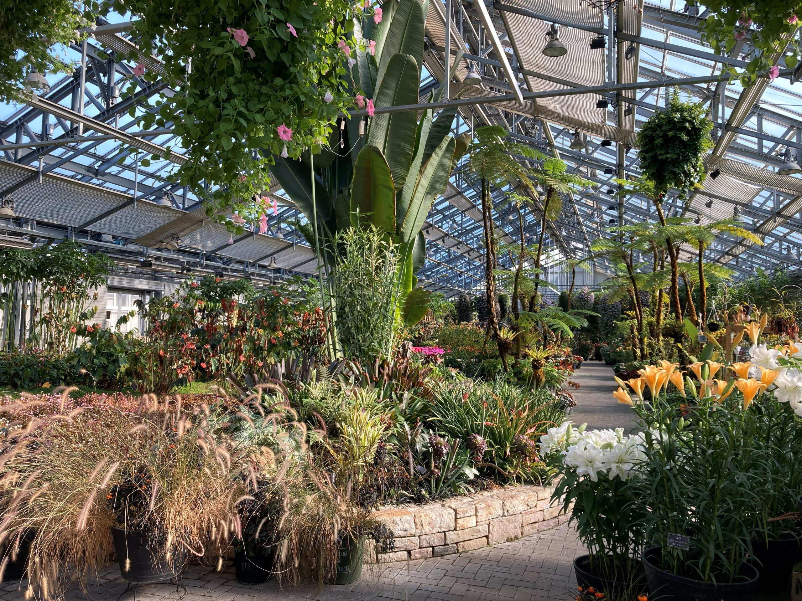 ベゴニアガーデン