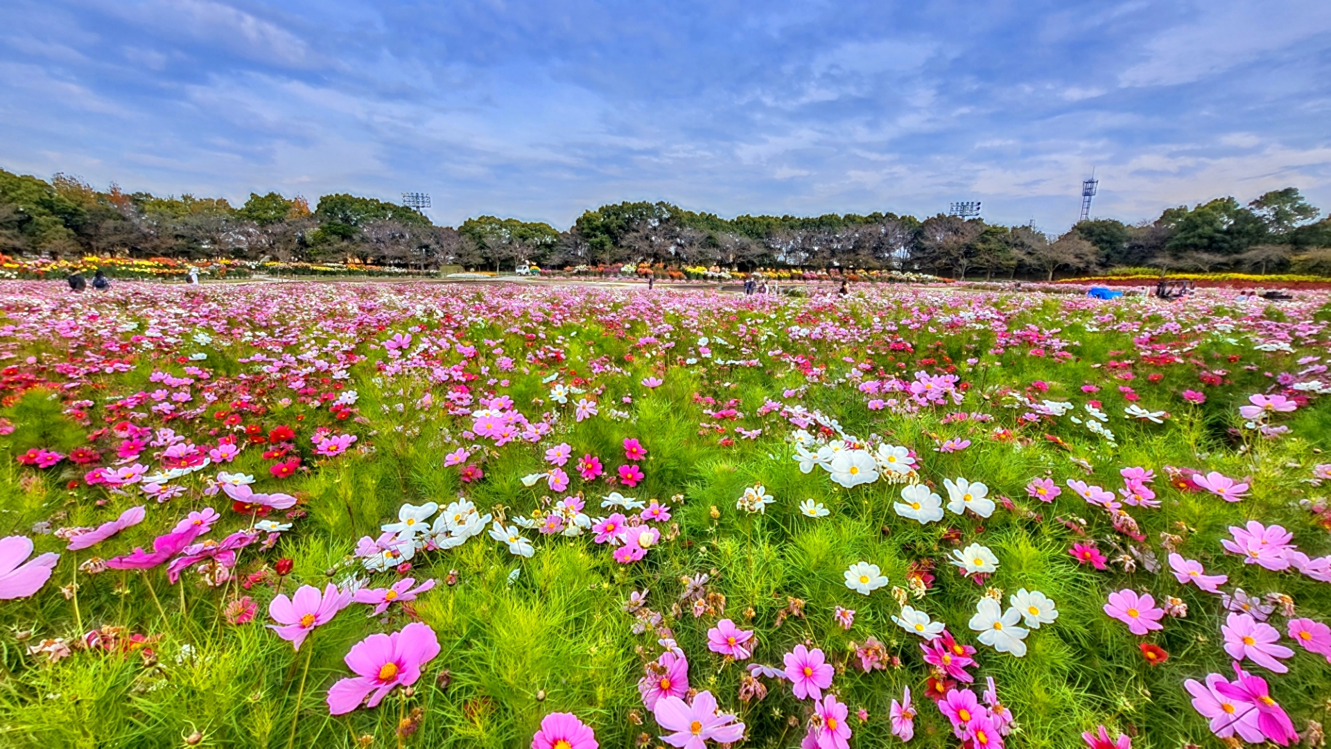 なばなの里の花畑